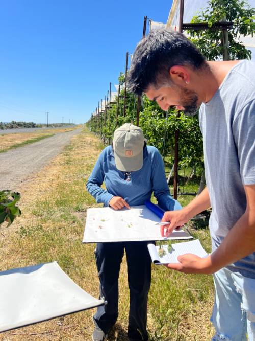 Student identifying insects
