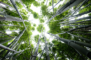 A view looking upward toward the canopy of a bamboo grove.