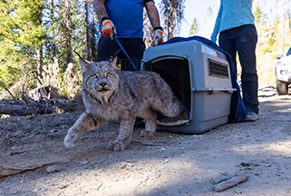 Photo by David Moskowitz of a lynx being released